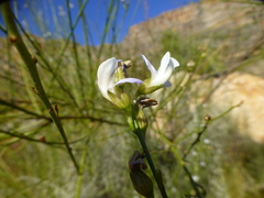 Psoralea usitata
