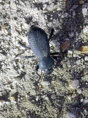 Cryptoglossa muricata