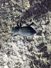 Cryptoglossa muricata