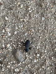 Cryptoglossa muricata