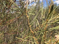 Acacia caroleae