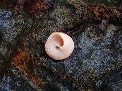 Notogibbula bicarinata