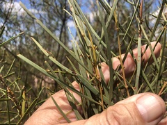 Acacia caroleae
