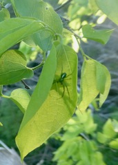 Image of Araneus juniperi
