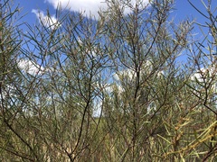 Acacia caroleae