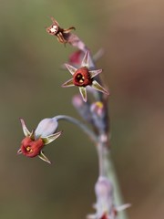 Tulbaghia acutiloba