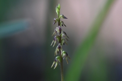 Genoplesium despectans