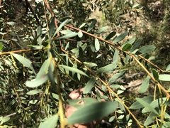 Acacia buxifolia