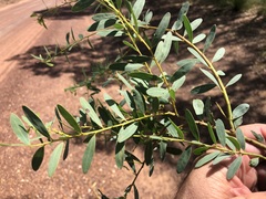 Acacia buxifolia