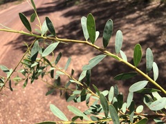 Acacia buxifolia