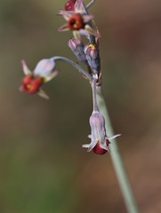 Tulbaghia acutiloba