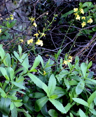 Goodenia decurrens