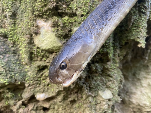 Indochinese Spitting Cobra