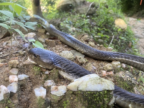 Indochinese Spitting Cobra