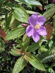 Melastoma septemnervium