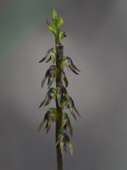 Genoplesium despectans