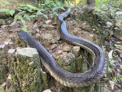 Indochinese Spitting Cobra