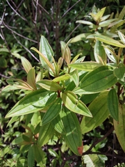 Melastoma septemnervium