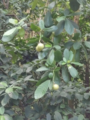 Tabernaemontana crassa