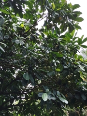 Tabernaemontana crassa