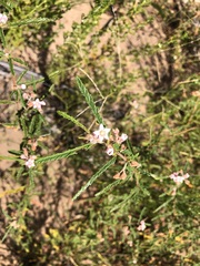 Androcalva pedleyi