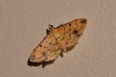 Herpetogramma cynaralis