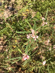 Androcalva pedleyi