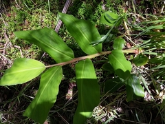 Hedychium