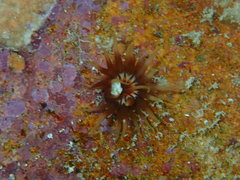 Anemonia sargassensis