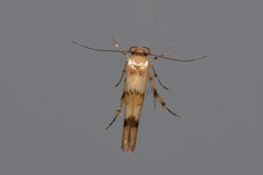 Stathmopoda tritophaea