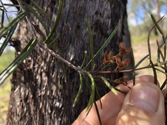 Lysicarpus angustifolius