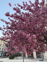 Prunus serrulata