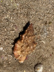 Bursidae