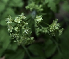 Osmorhiza brachypoda
