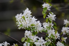 Amelanchier cusickii