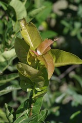 Ficus ingens