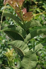 Ficus ingens