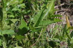 Ficus ingens