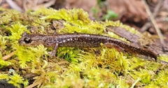 Plethodon larselli