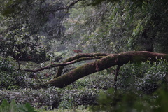 Bambusicola thoracicus