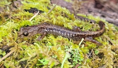 Plethodon larselli