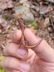 Plethodon larselli