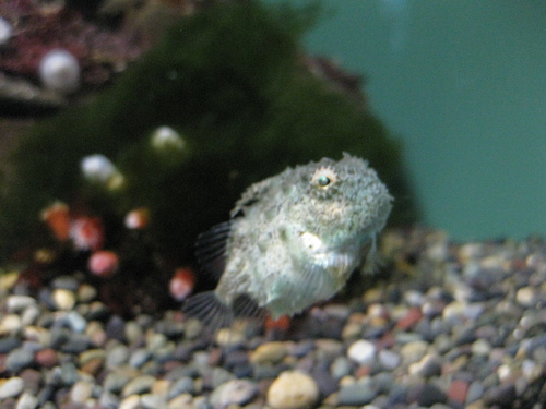 Pacific Spiny Lumpsucker