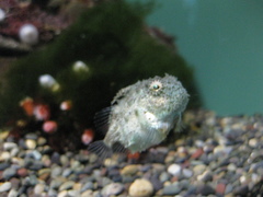 Pacific Spiny Lumpsucker photo 2