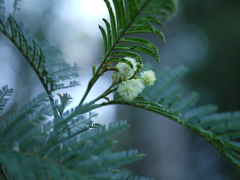 Acacia mearnsii