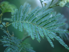 Acacia mearnsii