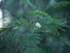 Acacia mearnsii