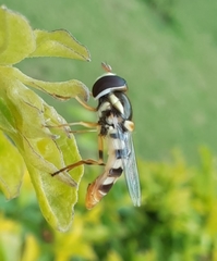 Ischiodon