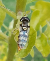 Ischiodon