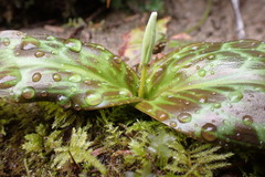 Erythronium revolutum
